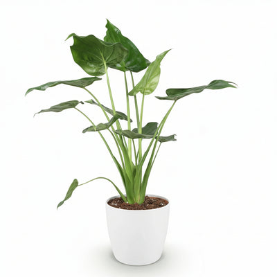 Alocasia Cucullata 'Buddha-Hand' Topf 21cm, 65-70cm