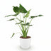 Alocasia Cucullata 'Buddha-Hand' Topf 21cm, 65-70cm Bild 2