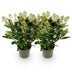GreenboutiQ - Terrassenpflanze - Skimmia japonica Finchy - Blüte Weiß - 15+ Blüten - 2 Pflanzen - Winterhart - Topf 15cm Höhe 30cm Bild 2