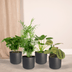 Tierfreundliche Zimmerpflanzen-Set (4er-Pack) - Ø12cm, H20-40cm Bild 5