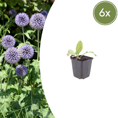 6x Kugeldistel (Echinops ritro), 10-25cm hoch, Ø9cm Topf