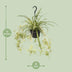 Buntblättrige Grünlilie (Chlorophytum comosum Variegatum) Ø14cm, ↕55cm Bild 2