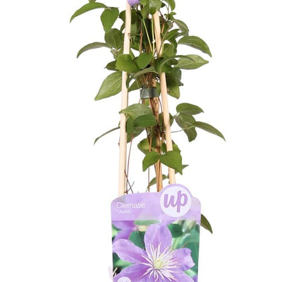 4x Clematis Justa, Fliederblüten, 65cm Höhe, Ø15 Topf