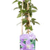 4x Clematis Justa, Fliederblüten, 65cm Höhe, Ø15 Topf Bild 2