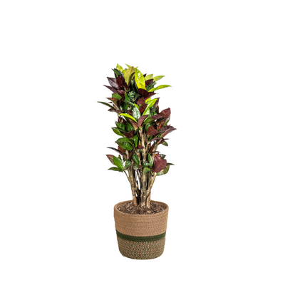 Codiaeum 'Croton' Iceton mit Korb Ø21cm - ↕60 - 80cm
