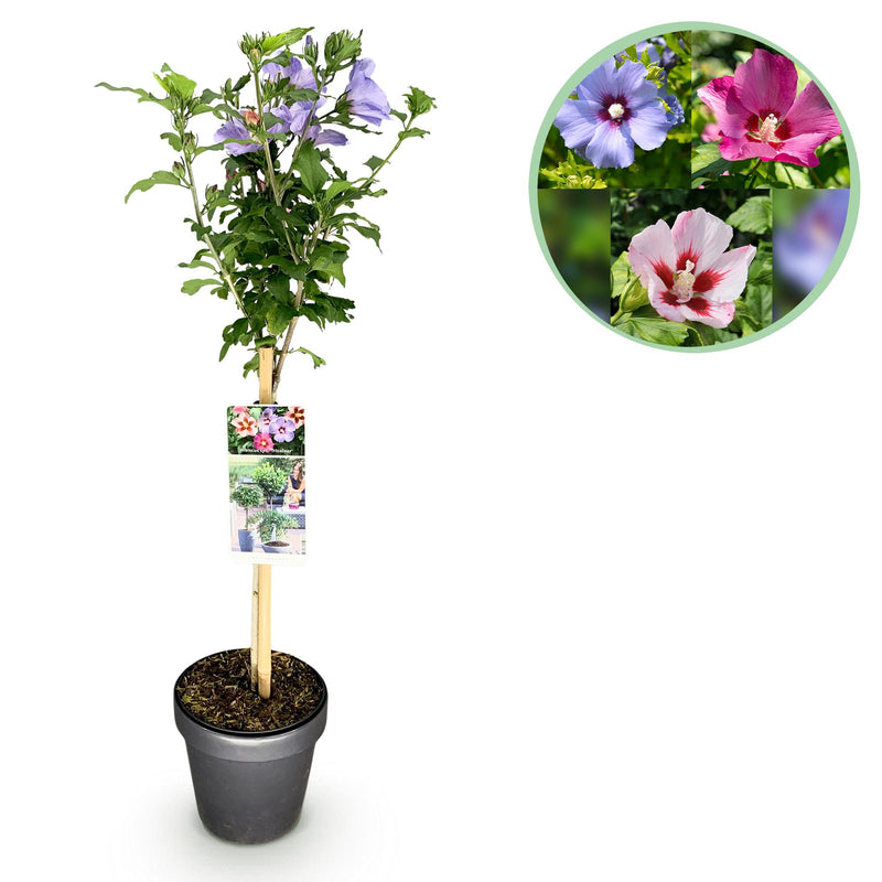 GreenboutiQ Hibiskus Tricolour Stamm-Pflanze, Winterhart, 90cm