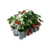 Organic Strawberry Plants, 6-pack (Fragaria) for Sweet Fruits Bild 2