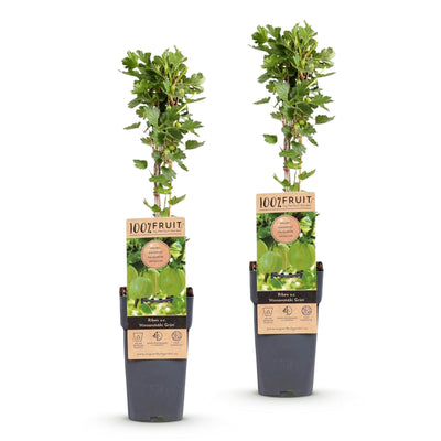 Green boutiQ - Fruit plant - Ribes uva-crispa Hinnonmäki Grün - Gooseberry - Hardy - Green Berry - 2 Plants - Pot 15cm - Height 50cm