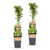 Green boutiQ - Fruit plant - Ribes uva-crispa Hinnonmäki Grün - Gooseberry - Hardy - Green Berry - 2 Plants - Pot 15cm - Height 50cm Bild 2