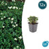 12x Potentilla tridentata 'Nuuk' - ↕10-25cm - Ø9cm Bild 1