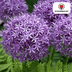 Allium Globemaster - 5 Stück Zwiebeln für prächtige Blüten Bild 2