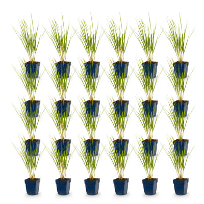 Green boutiQ - Grasses - Calamagrostis Karl Foerster - Reed Grass - With Flowers - Green - 24 Plants - 11cm Pot - Height 15-25cm