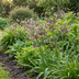 160x Allium Siculum - Sizilianischer Honigknoblauch - Creme & Rosa Bild 2
