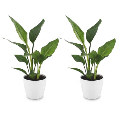 Green boutiQ - Strelitzia Reginea - Bird of Paradise Flower - 2 Plants - with White Pot - Pot 12cm - Height - 35cm
