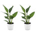 Green boutiQ - Strelitzia Reginea - Paradiesvogelblume - 2 Pflanzen - mit Weißem Topf - Topf 12cm - Höhe - 35cm Bild 2