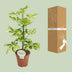Schefflera Charlotte - Ø13cm pot - approx. 45cm high Bild 4