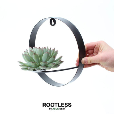 ROOTLESS Echeveria Pulidonis mit schwarzem Deko-Ring (Ø20cm)