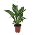 Spathiphyllum Diamond Friedenslilie Ø12cm ↕40cm - Luftreinigend Bild 1