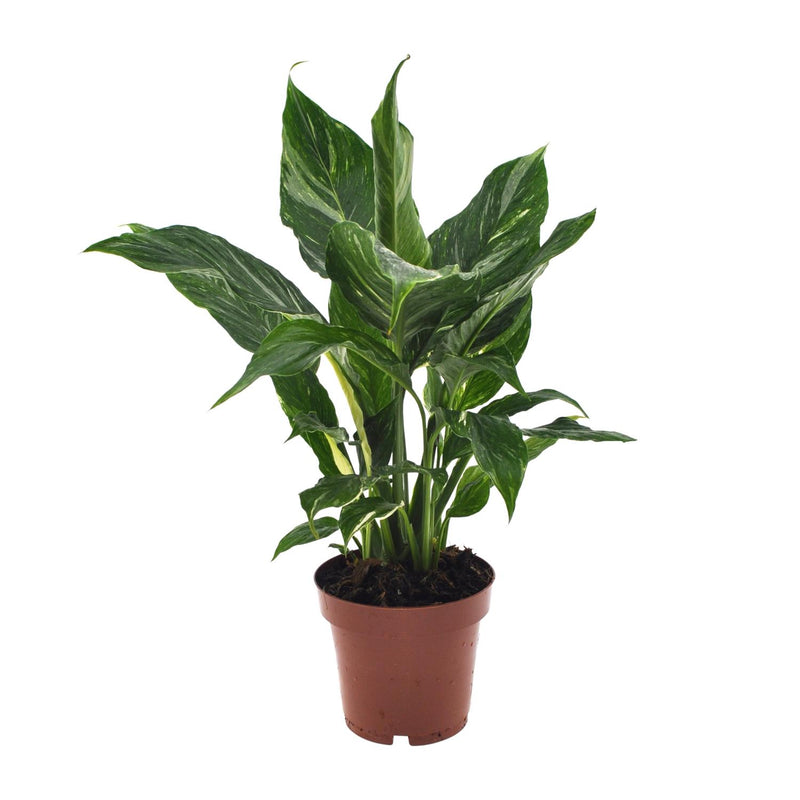 Spathiphyllum Diamond Friedenslilie Ø12cm ↕40cm - Luftreinigend