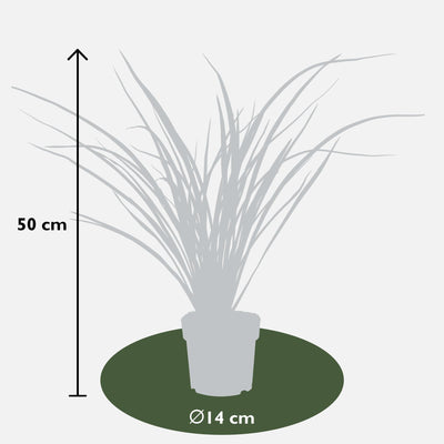 Phormium 'Rubra Nana' – 50cm – Dunkelrotes Ziergras für Innen