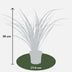 Phormium 'Rubra Nana' – 50cm – Dunkelrotes Ziergras für Innen Bild 3