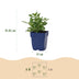 Green boutiQ - Perennial - Salvia nem. Sense Deepl Pink - Sage - Bee and Butterfly Attractors - Pink - 3 Plants - Pot 11cm - Height 15-25cm Bild 2