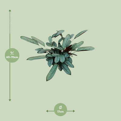 Ctenanthe Oppenheimiana - Grüne Schönheit für Ihr Zuhause, 70cm