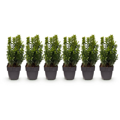 Buchsbaum Heckenpflanzen Set: 6x Buxus sempervirens, 45cm hoch