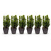 Buchsbaum Heckenpflanzen Set: 6x Buxus sempervirens, 45cm hoch Bild 2