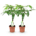 Geflochtener Pachira Aquatica Geldbaum, 2 Pflanzen, Topf 17cm Bild 2
