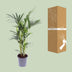 Kentia-Palme (Howea forsteriana) - Ø17cm - ↕75cm Bild 4