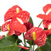 Anthurie Rot (Flamingoblume) Ø17cm, H55cm Bild 4