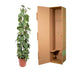 Philodendron Scandens Brasil Gitter - 160 cm Bild 4