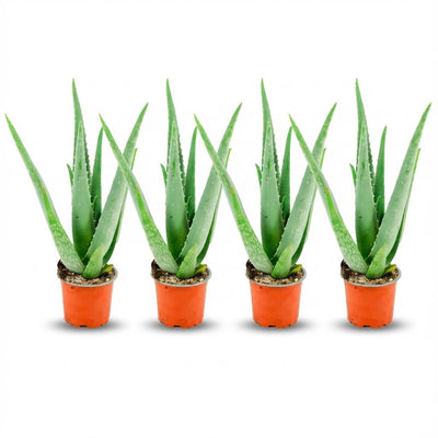 Aloe Vera Set (4er) - pflegeleichte Sukkulente, Ø 10,5 cm