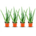 Aloe Vera Set (4er) - pflegeleichte Sukkulente, Ø 10,5 cm Bild 1