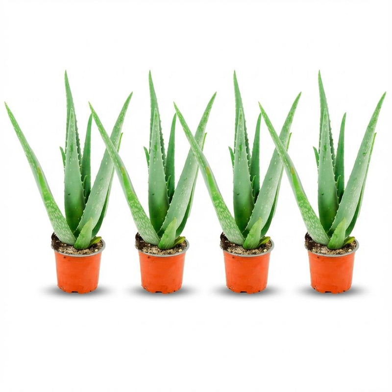 Aloe Vera Set (4er) - pflegeleichte Sukkulente, Ø 10,5 cm