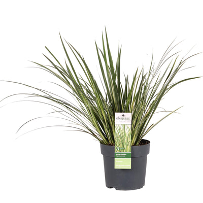 Acorus gramineus 'Argenteostriatus' - Eleganter Blatt-Akzent für Ihr Zuhause