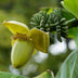 Musa Basjoo Banana Plant - Winter Hardy - 4 Plants in a 17cm Pot Bild 5
