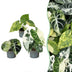3er Alocasia Tricolour Variegata Babypflanzen Set Ø6cm Bild 1