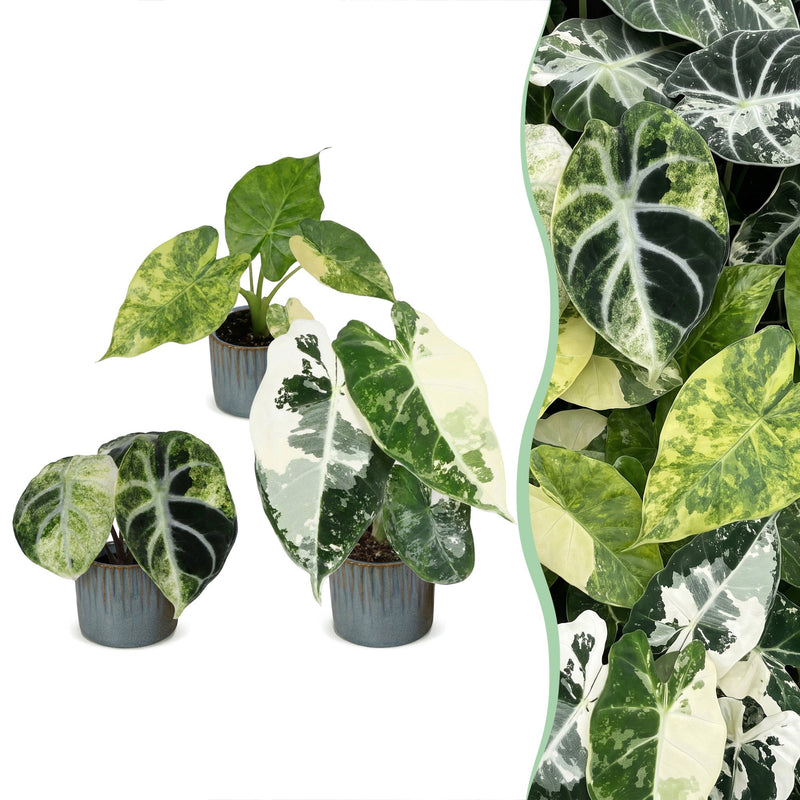 3er Alocasia Tricolour Variegata Babypflanzen Set Ø6cm