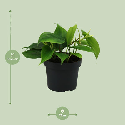 Philodendron Scandens (Herzblatt) im Ø12cm Topf, ca. 20cm hoch