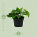 Philodendron Scandens (Heartleaf) in a Ø12cm pot, approx. 20cm high Bild 2