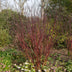GreenboutiQ Cornus alba Kesselringii: Ornamental shrub with violet branches Bild 4