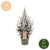 4x Picea glauca Conica - Zuckerhutfichte - Grün - Weiß - Weihnachtsbaum - Ø17cm - ↕65cm Bild 5