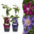 4x Clematis Duo Blue & Red - Waldrebe Duo Blau & Rot - Blau - Rot - Kletterpflanze - Ø9cm - ↕35cm Bild 1