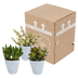 Crassula-Mischung im weißen Topf - 3 Pflanzen Bild 7
