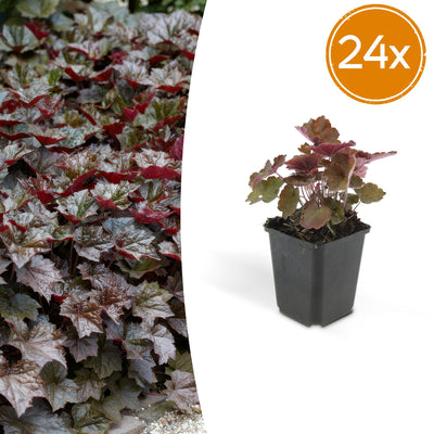 24x Purpurglöckchen 'Palace Purple' Staude, 10-25cm, Ø9cm