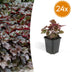 24x Purpurglöckchen 'Palace Purple' Staude, 10-25cm, Ø9cm Bild 1