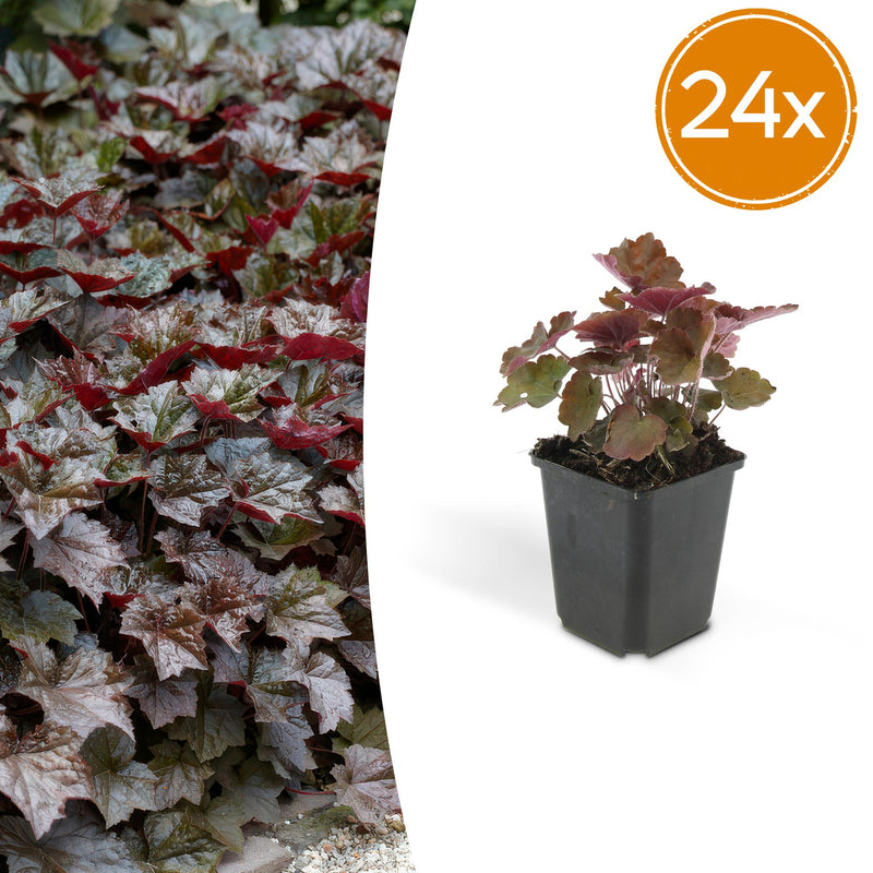 24x Purpurglöckchen 'Palace Purple' Staude, 10-25cm, Ø9cm
