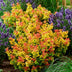 Leucothoe Curly Gold - Evergreen Shrub, Yellow, 17cm Pot Bild 5